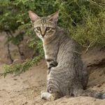 How to Tell if Your Kitten is Part Wildcat – Signs and Characteristics to Look For