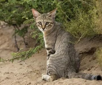How to Tell if Your Kitten is Part Wildcat – Signs and Characteristics to Look For