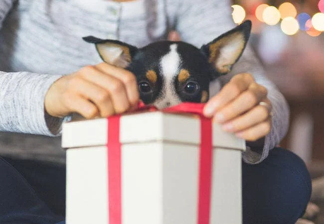 Best Holiday Gifts for Dog and Cat Lovers | Gift Ideas for Pet Owners