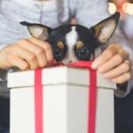 Best Holiday Gifts for Dog and Cat Lovers | Gift Ideas for Pet Owners