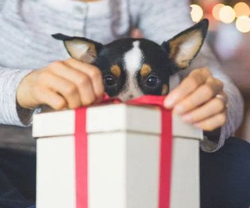 Best Holiday Gifts for Dog and Cat Lovers | Gift Ideas for Pet Owners