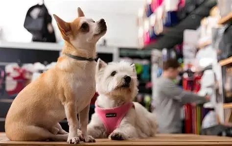 Find Pet Stores Near Me | Local Pet Shops & Supplies | Omnia Pet