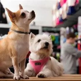 Pet Store Near Me