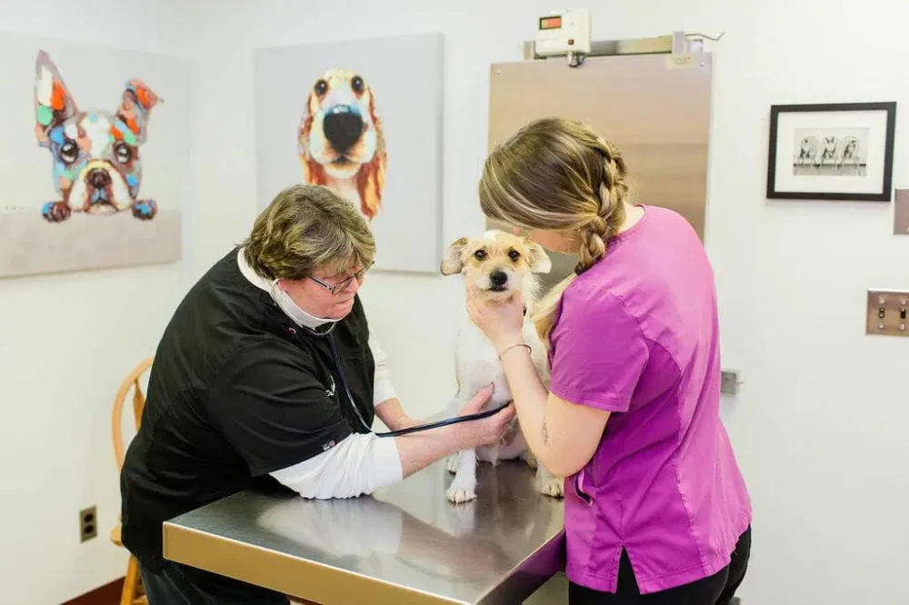 Find Vets Near Me | Local Veterinarians & Pet Care Clinics | Omnia Pet