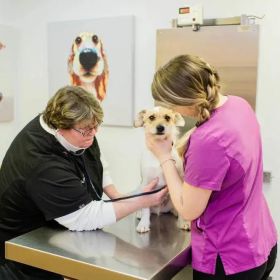 Vet Near Me
