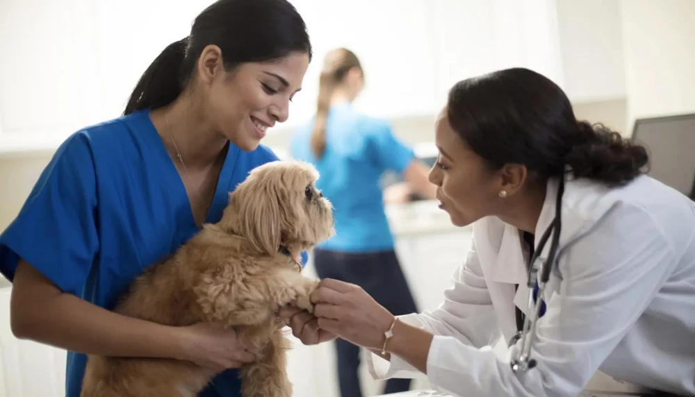 Pet & Vet Blogs | Expert Advice, Tips & Pet Care Stories | Omnia Pet