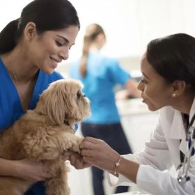 Pet & Vet Blogs