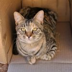 The Science Behind Why Cats Love Boxes and Small Spaces: Understanding Feline Behavior