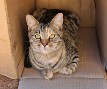 The Science Behind Why Cats Love Boxes and Small Spaces: Understanding Feline Behavior