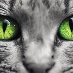 The Science of a Kitten's Night Vision