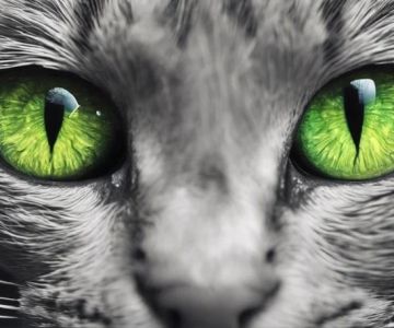 The Science of a Kitten's Night Vision