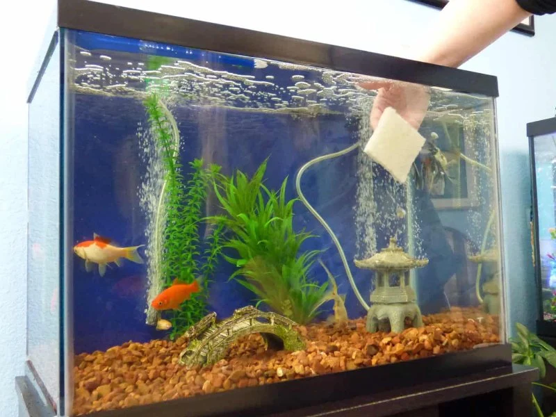How to Clean a Fish Tank Without Stressing Your Fish | Omnia Pet Guide