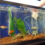 How to Clean a Fish Tank Without Stressing Your Fish | Omnia Pet Guide