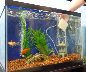 How to Clean a Fish Tank Without Stressing Your Fish | Omnia Pet Guide