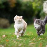 Why Do Kittens Like to Chase Their Tails?