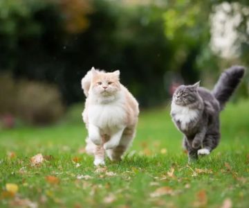 Why Do Kittens Like to Chase Their Tails?