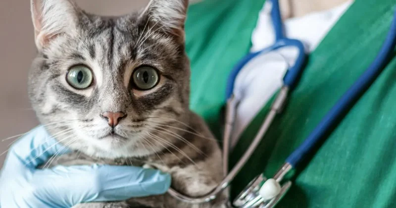 Top 10 Most Common Health Issues in Cats and How to Prevent Them