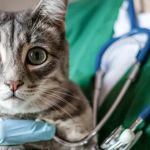 Top 10 Most Common Health Issues in Cats and How to Prevent Them