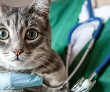 Top 10 Most Common Health Issues in Cats and How to Prevent Them