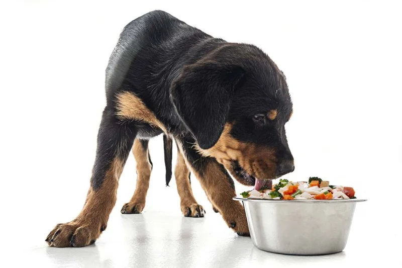 How to Manage a Dog with Food Allergies: Elimination Diet Guide