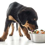 How to Manage a Dog with Food Allergies: Elimination Diet Guide