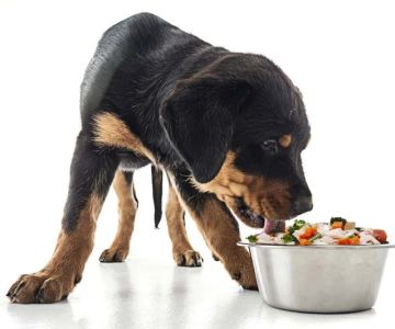 How to Manage a Dog with Food Allergies: Elimination Diet Guide