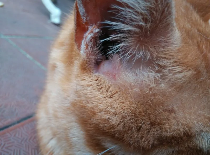 Why Does My Cat Have Black Stuff in Their Ears? Causes and Solutions