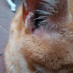 Why Does My Cat Have Black Stuff in Their Ears? Causes and Solutions