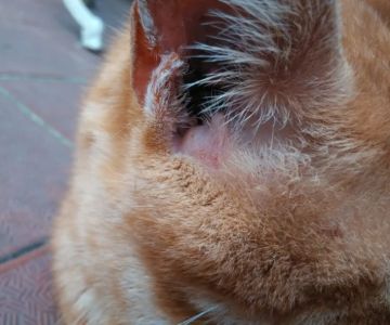 Why Does My Cat Have Black Stuff in Their Ears? Causes and Solutions