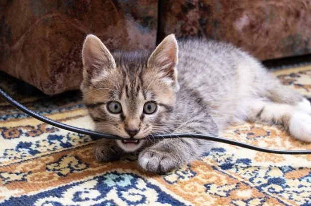 How to Stop Your Cat from Chewing on Electrical Cords | Omnia Pet