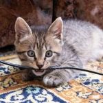 How to Stop Your Cat from Chewing on Electrical Cords | Omnia Pet
