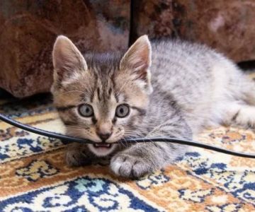How to Stop Your Cat from Chewing on Electrical Cords | Omnia Pet