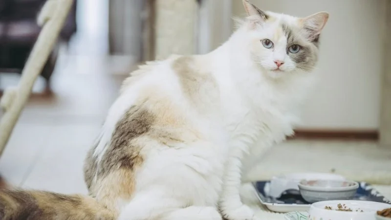 How to Choose the Best Diet for a Ragdoll Kitten's Gentle Nature
