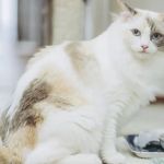 How to Choose the Best Diet for a Ragdoll Kitten's Gentle Nature