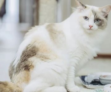 How to Choose the Best Diet for a Ragdoll Kitten's Gentle Nature