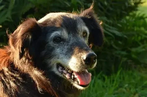 A Guide to Canine Cognitive Dysfunction (Doggy Dementia)