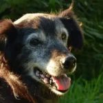 A Guide to Canine Cognitive Dysfunction (Doggy Dementia)