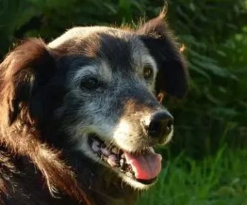 A Guide to Canine Cognitive Dysfunction (Doggy Dementia)