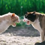 A Guide to Cat Aggression: How to Deal with an Angry Cat
