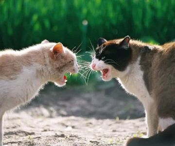 A Guide to Cat Aggression: How to Deal with an Angry Cat