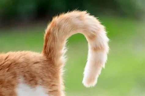 Why Does My Kitten Have a Crooked Tail? Understanding the Causes and Solutions