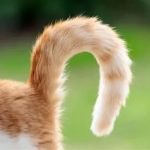 Why Does My Kitten Have a Crooked Tail? Understanding the Causes and Solutions