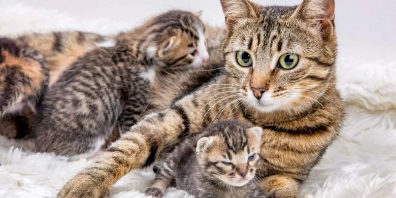 Why Do Mother Cats Move Their Kittens? Understanding Feline Behavior
