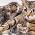 Why Do Mother Cats Move Their Kittens? Understanding Feline Behavior