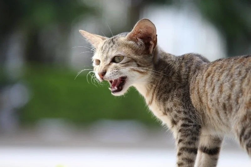 How to Stop Your Cat from Yowling Excessively