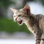 How to Stop Your Cat from Yowling Excessively