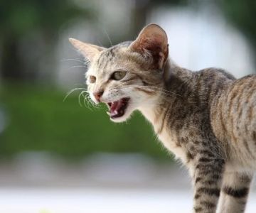 How to Stop Your Cat from Yowling Excessively