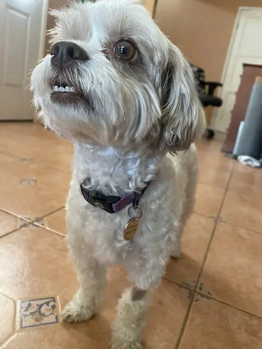 How Dogs Understand Human Language: The Science of Canine Cognition