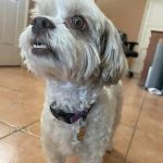 How Dogs Understand Human Language: The Science of Canine Cognition