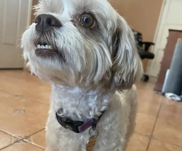 How Dogs Understand Human Language: The Science of Canine Cognition